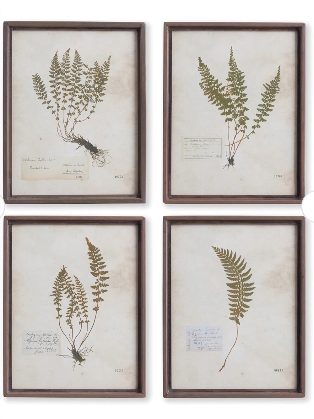 Petite Frond Wall Art Set of 4